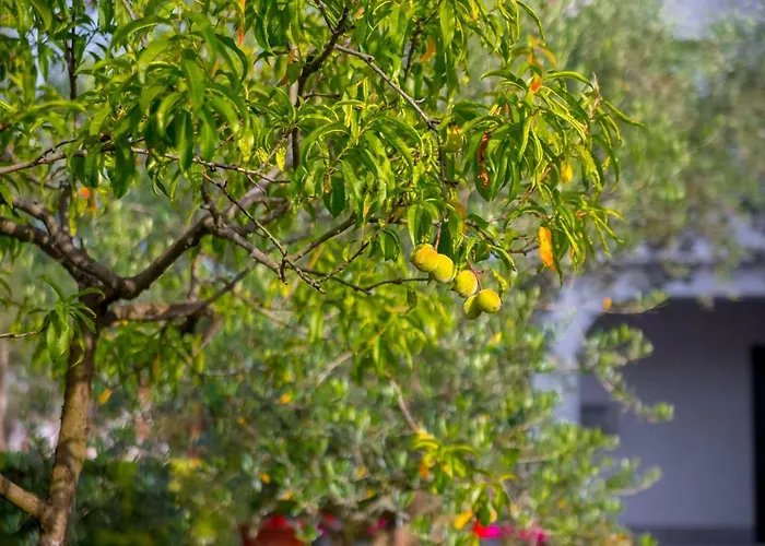 Garden paradise App