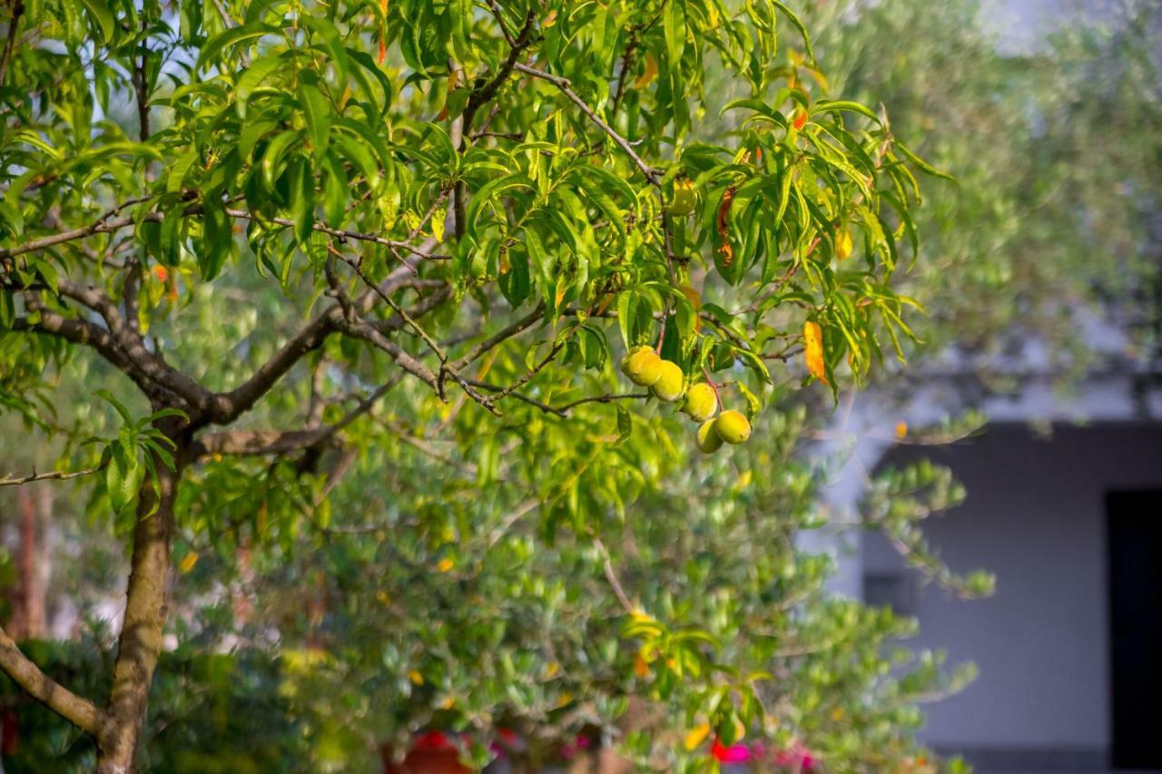 Garden Paradise App Sveti Vid-Miholjice